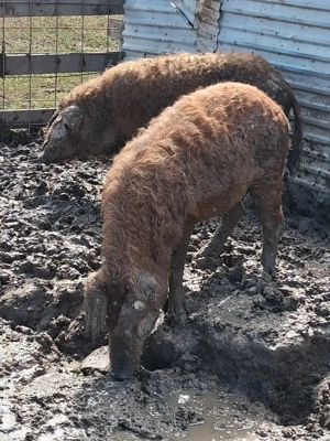 Scrofițe mangalița gestante 