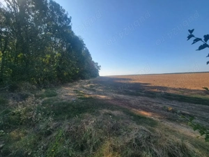  Investiție ! Teren  unicat , S= 12500 mp , Pădurea Comana , D = 52 ml la Drum Județean 