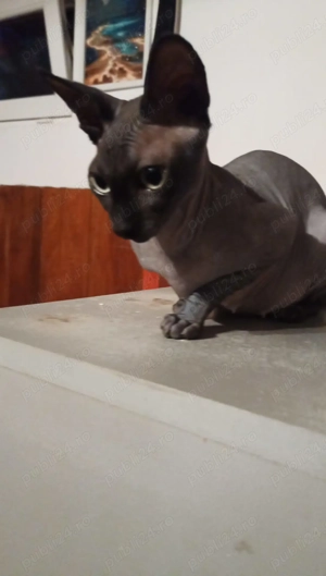 Pisică Sphinx de vânzare în Deva  - imagine 2