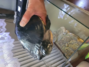 Vand broască țestoasă, vârsta 12 ani !