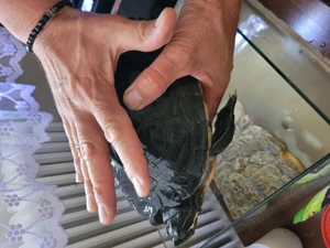 Vand broască țestoasă, vârsta 12 ani ! - imagine 2