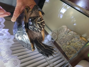 Vand broască țestoasă, vârsta 12 ani ! - imagine 5