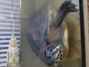 Vand broască țestoasă, vârsta 12 ani ! - imagine 4