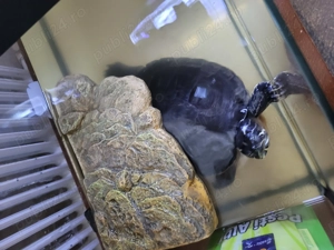 Vand broască țestoasă, vârsta 12 ani ! - imagine 3