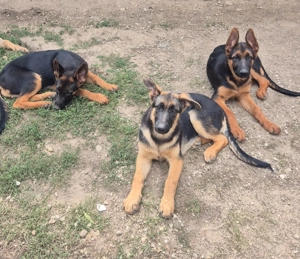 Catei ciobanesc german, 4 luni - imagine 3 Catei ciobanesc german, 4 luni - imagine 3