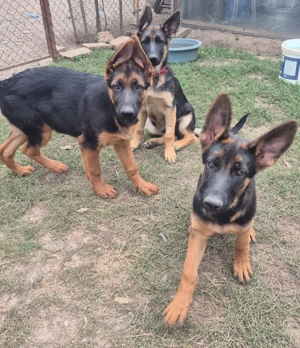 Catei ciobanesc german, 4 luni - imagine 4 Catei ciobanesc german, 4 luni - imagine 4