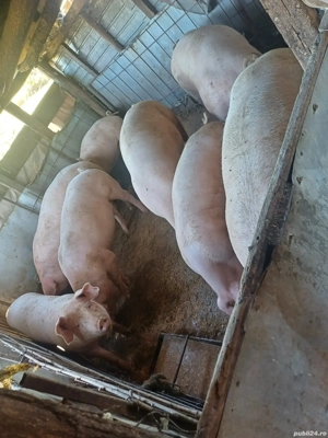 Vând porci de casa greutate de la 140-190kg  - imagine 4 Vând porci de casa greutate de la 140-190kg  - imagine 4