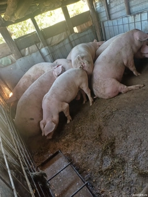 Vând porci de casa greutate de la 140-190kg  - imagine 3 Vând porci de casa greutate de la 140-190kg  - imagine 3