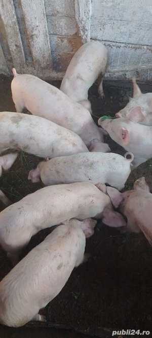 vand purcei - imagine 3