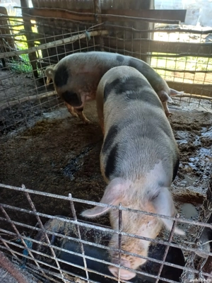 Vând porci de casa greutate de la 140-190kg 