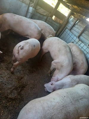 Vând porci de casa greutate de la 140-190kg  - imagine 2 Vând porci de casa greutate de la 140-190kg  - imagine 2
