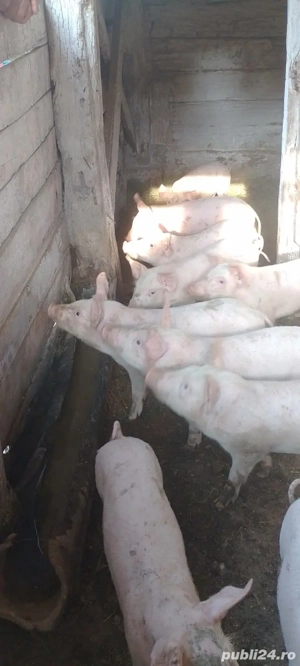 vand purcei - imagine 2