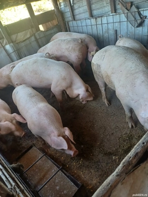Vând porci de casa greutate de la 140-190kg  - imagine 5 Vând porci de casa greutate de la 140-190kg  - imagine 5