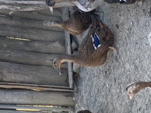 Rațe mute ciocolatii și de carne pekin și mulard 