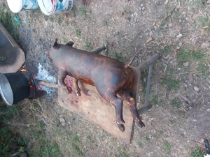 Buni de băgat la cuptor, la comandă îi și pregătim  - imagine 3