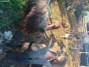 vând iezi - imagine 2 vând iezi - imagine 2