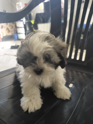 Shih tzu 1 baiat 2 fete