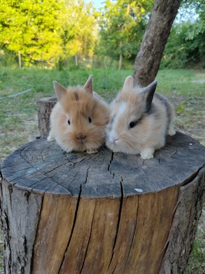 Vând iepuri cap de leu - imagine 3