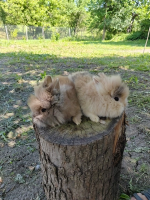 Vând iepuri cap de leu