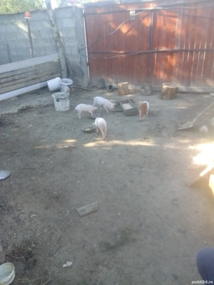 vand purcei - imagine 4