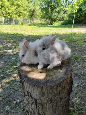 Vând iepuri cap de leu - imagine 4