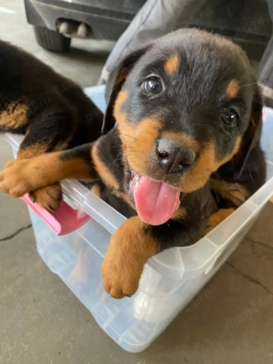 Donez pui de Rottweiler