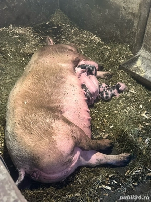 Vand scroafa cu 7 purcei pietrean - imagine 5