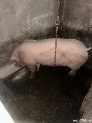 Vand scroafa cu 7 purcei pietrean - imagine 3