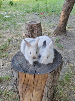 Vând iepuri cap de leu - imagine 5