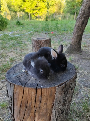 Vând iepuri cap de leu - imagine 2