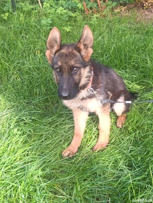 Pui ciobanesc german