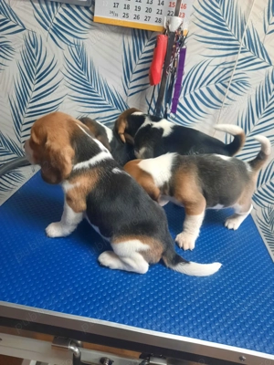 Pui Beagle rasa pură   vaccinați, 2 luni - imagine 3
