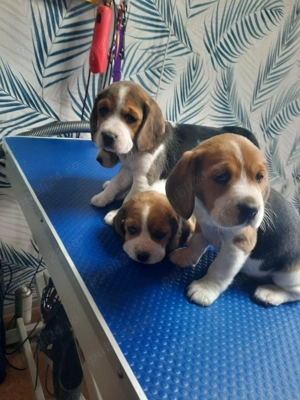 Pui Beagle rasa pură   vaccinați, 2 luni - imagine 2