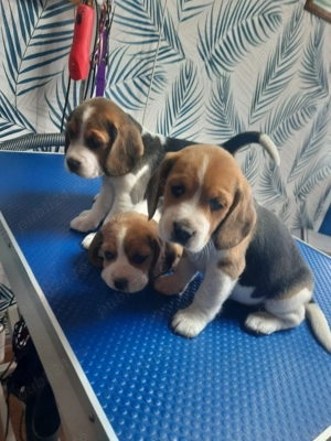 Pui Beagle rasa pură   vaccinați, 2 luni