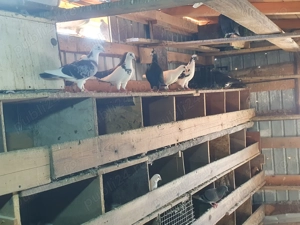 Vând porumbei voiajor ornament și voiajor zbor - imagine 3 Vând porumbei voiajor ornament și voiajor zbor - imagine 3