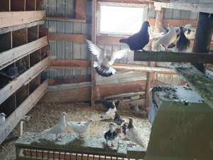 Vând porumbei voiajor ornament și voiajor zbor - imagine 2 Vând porumbei voiajor ornament și voiajor zbor - imagine 2