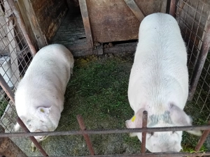 De vanzare  - imagine 2 De vanzare  - imagine 2