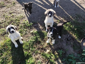 schimb 2 femele de Ciobanesc 