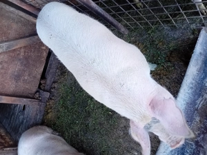 De vanzare  - imagine 3 De vanzare  - imagine 3