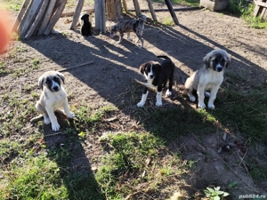 schimb 2 femele de Ciobanesc  - imagine 2