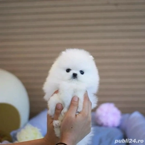 Pomeranian mini toy
