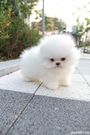 pomeranian mascul si femala