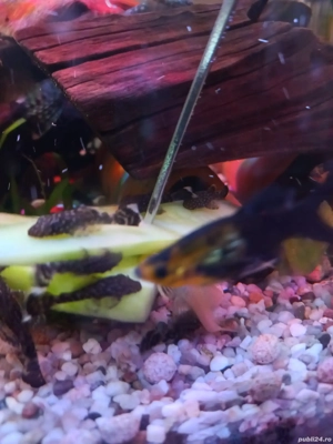 pesti de acvariu  - imagine 2 pesti de acvariu  - imagine 2