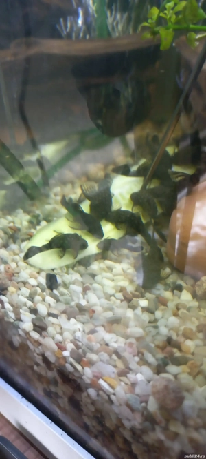 pesti de acvariu  - imagine 3 pesti de acvariu  - imagine 3