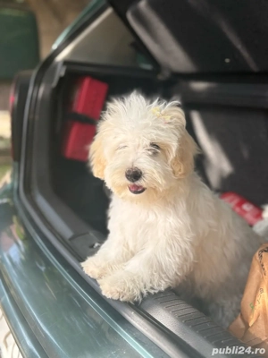Maltipoo  Maltez Poodle