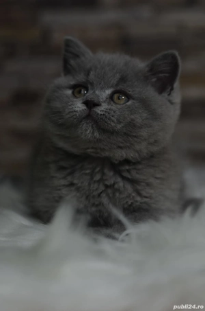 brittish shortair - imagine 2