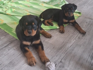 pui rottweiler,parinti cu pedigree - imagine 3