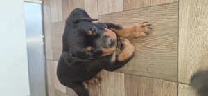 pui rottweiler,parinti cu pedigree - imagine 2