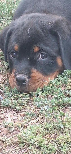 pui rottweiler,parinti cu pedigree - imagine 4