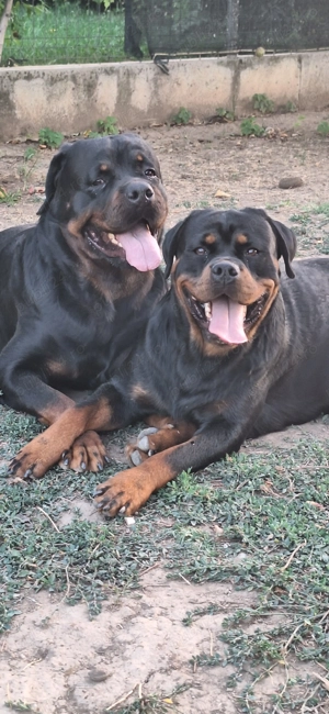 pui rottweiler,parinti cu pedigree - imagine 5
